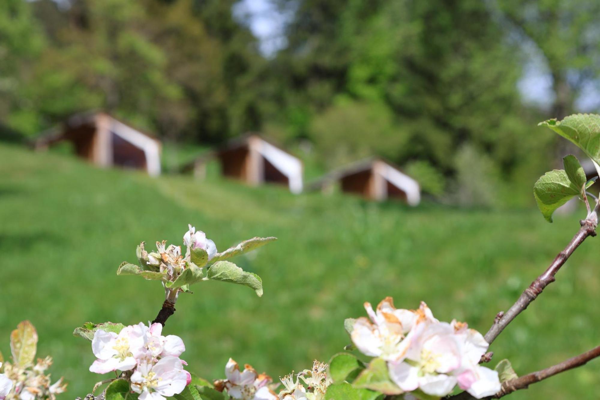 Вилла Mountain View Glamping Довье Экстерьер фото
